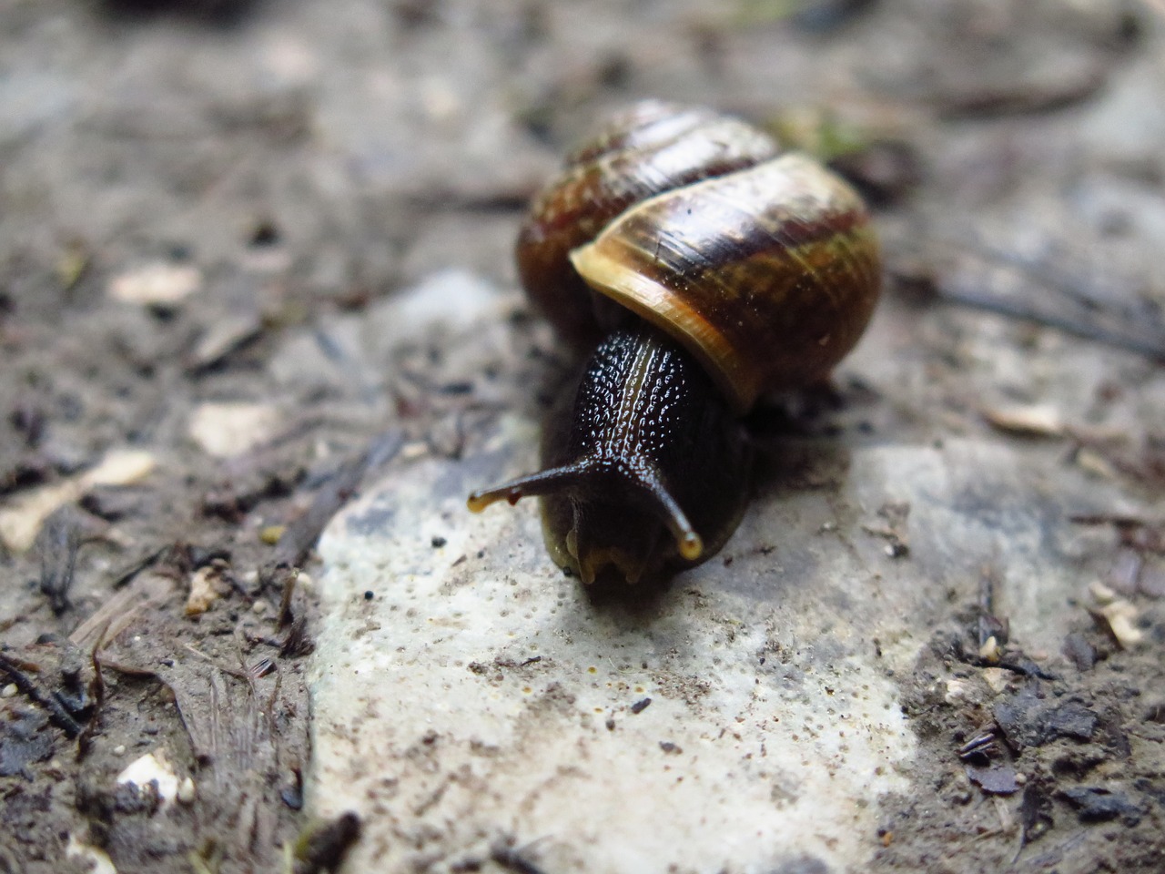 Image - snail macro nature slow