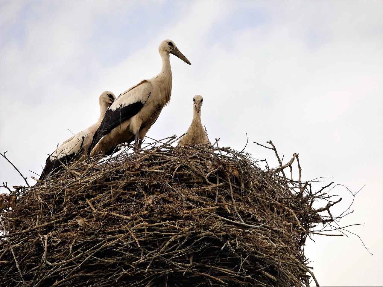 Image - socket storks birds