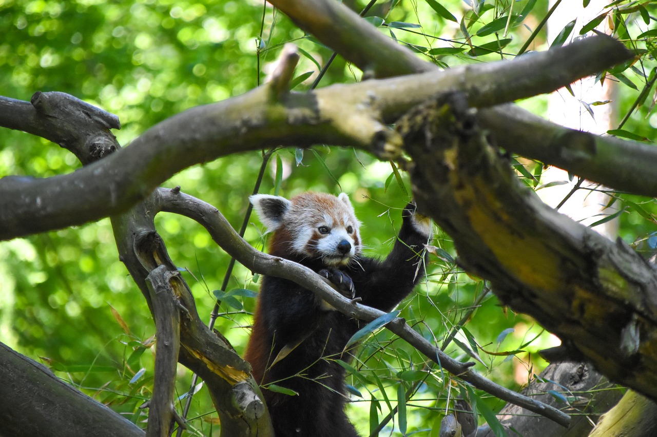 Image - red panda nature zoo mammal bear