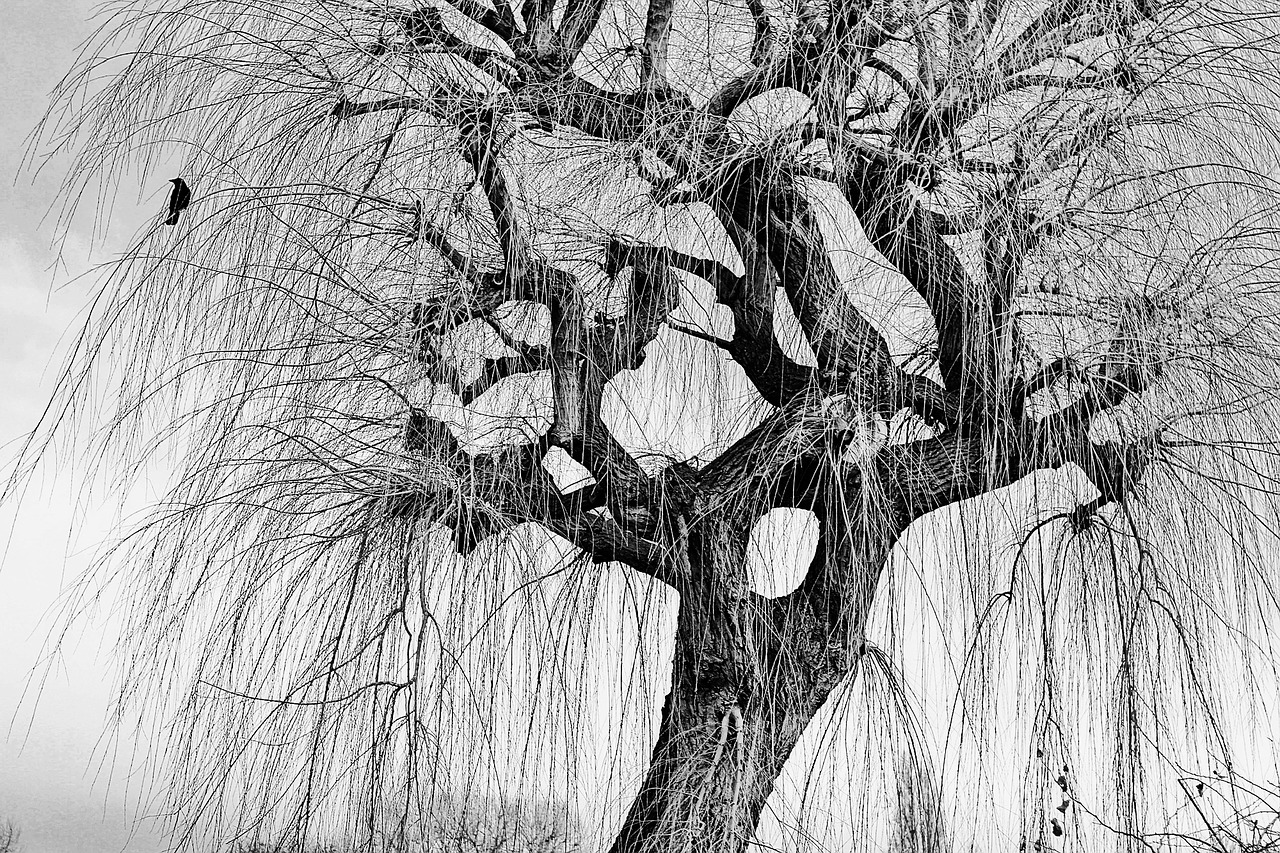 Image - tree willow winter crow bird