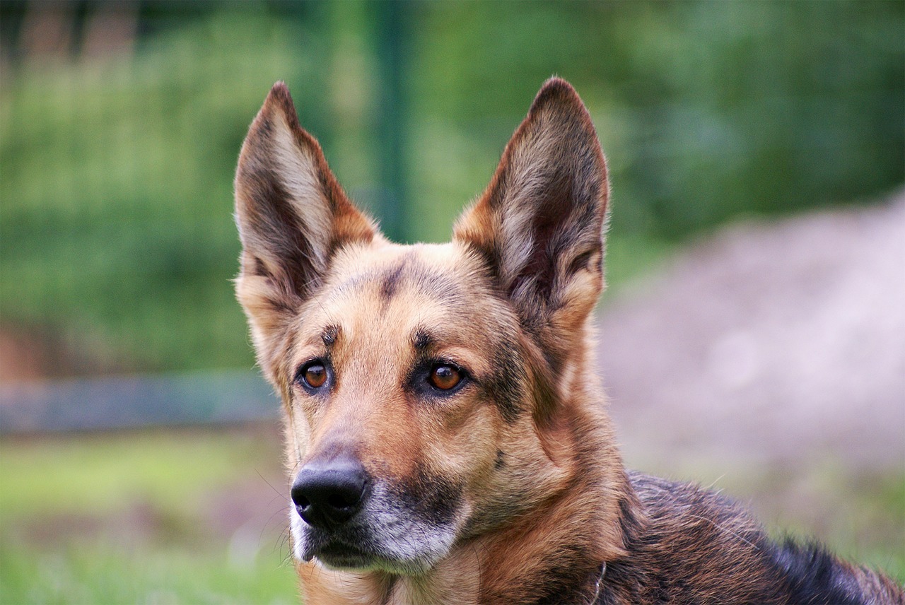 Image - schäfer dog dog portrait