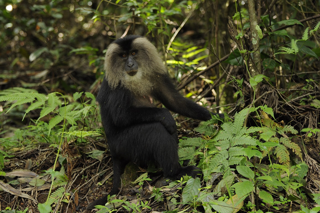 Image - nagaraja papanna np photography