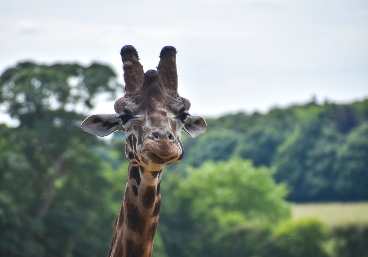 Image - giraffe animal wild zoo nature