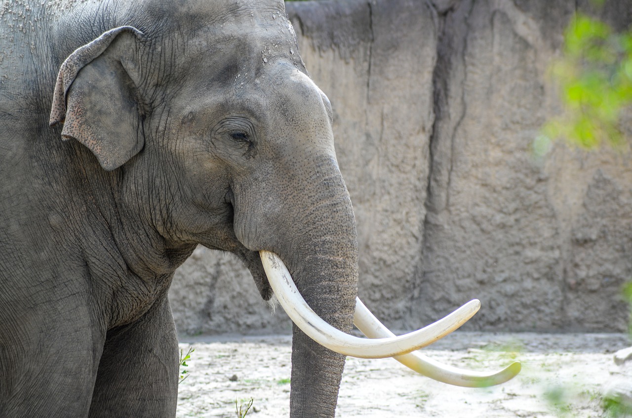 Image - elephant zoo wild nature wildlife