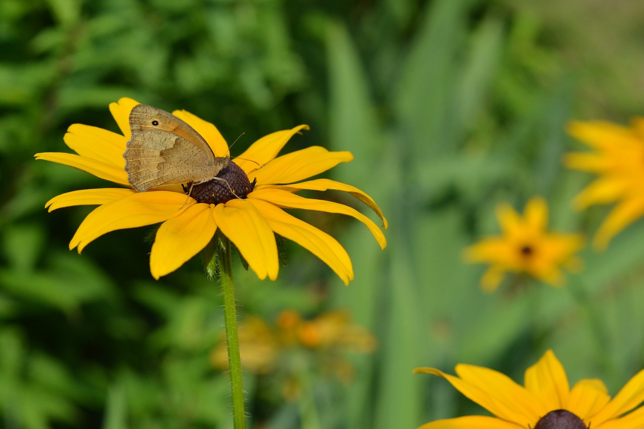 Image - butterfly rudbekia rudbekie flowers