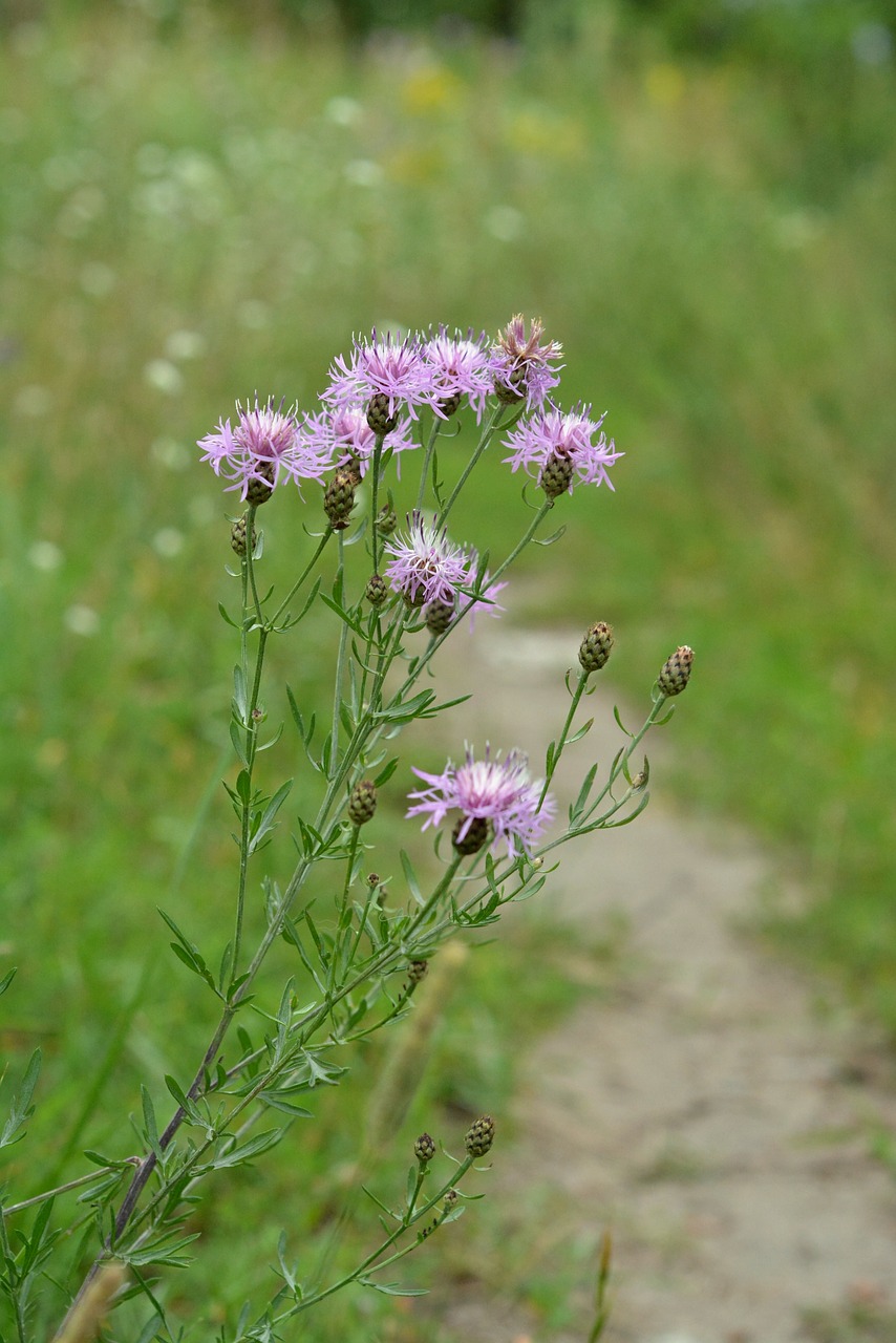 Image - the path flower violet meadow