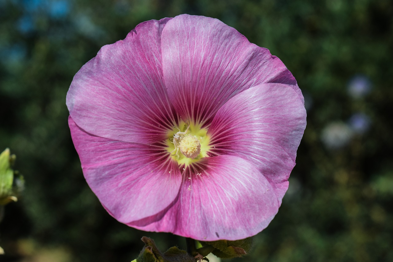 Image - stock rose mallow flower pink