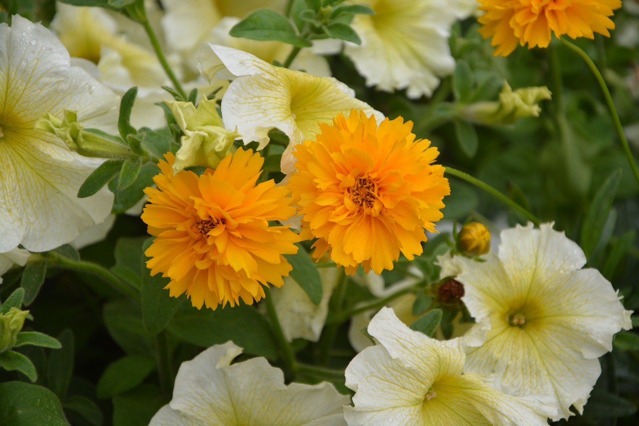 Image - orange flowers jardiniere garden