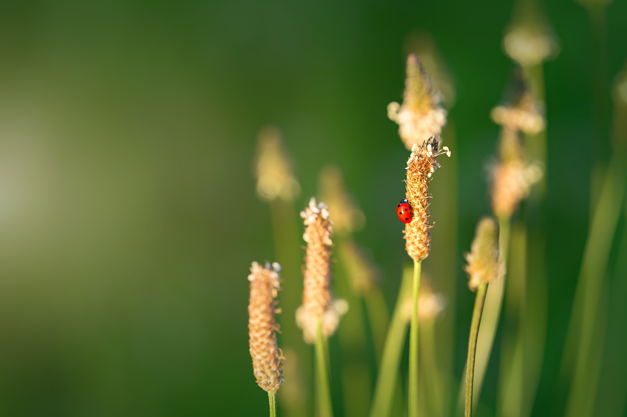 Image - ladybug background ladybird grass