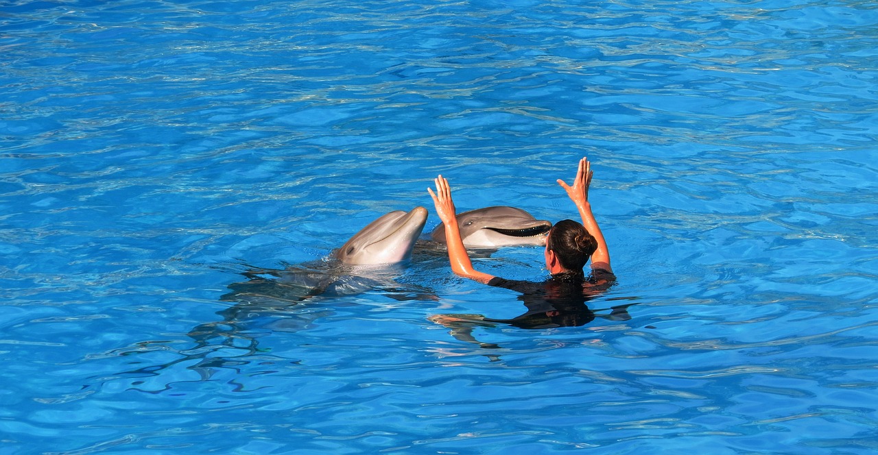 Image - dolphins parrot park tenerife