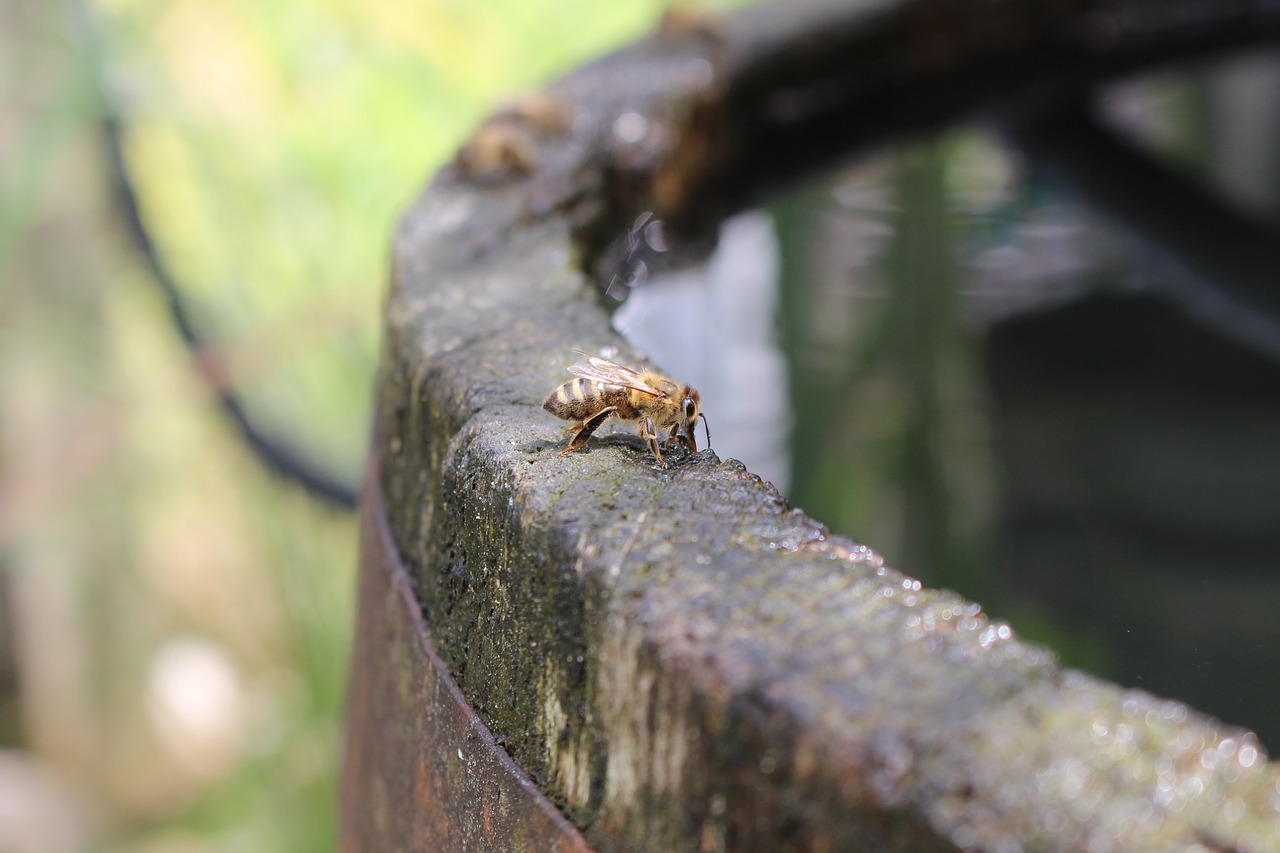 Image - bees water barrel wood