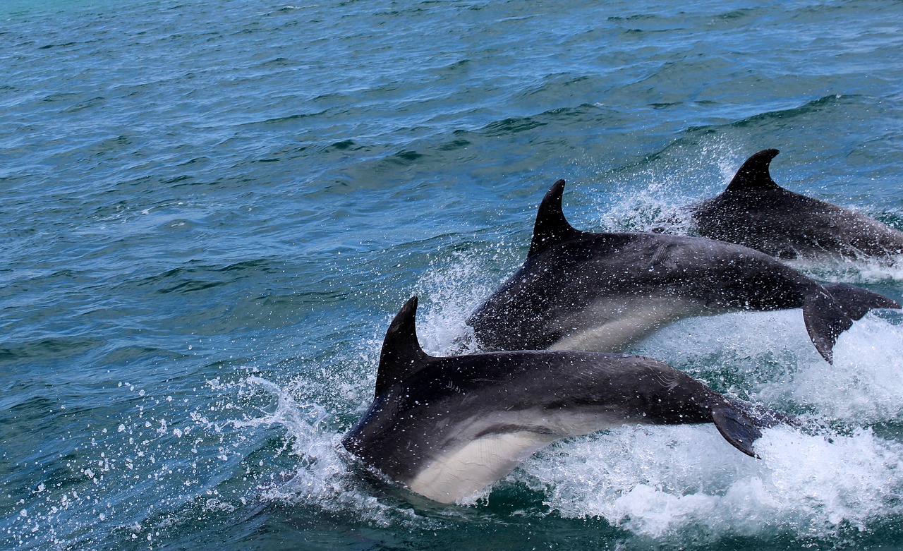 Image - dolphins marine mammals water jump