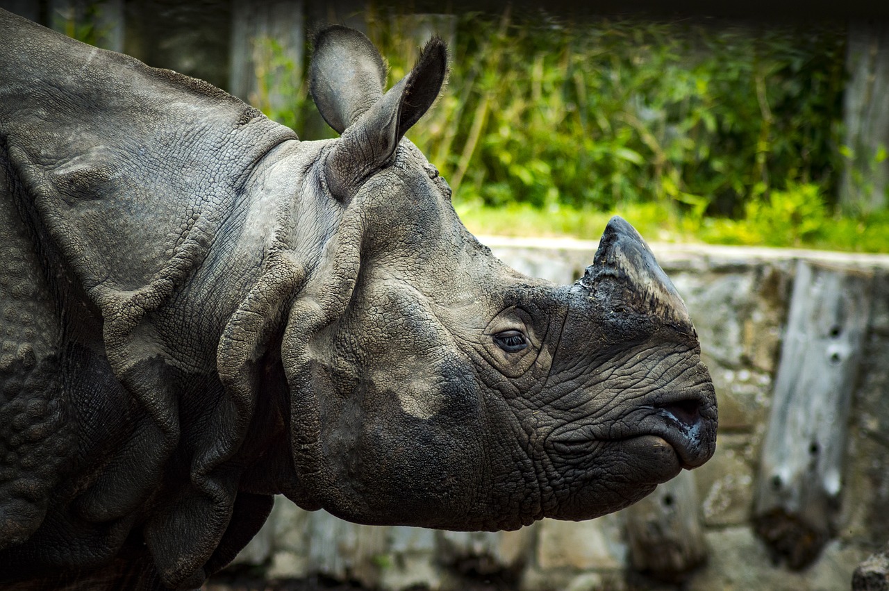 Image - zoo rhino animal park rhinoceros