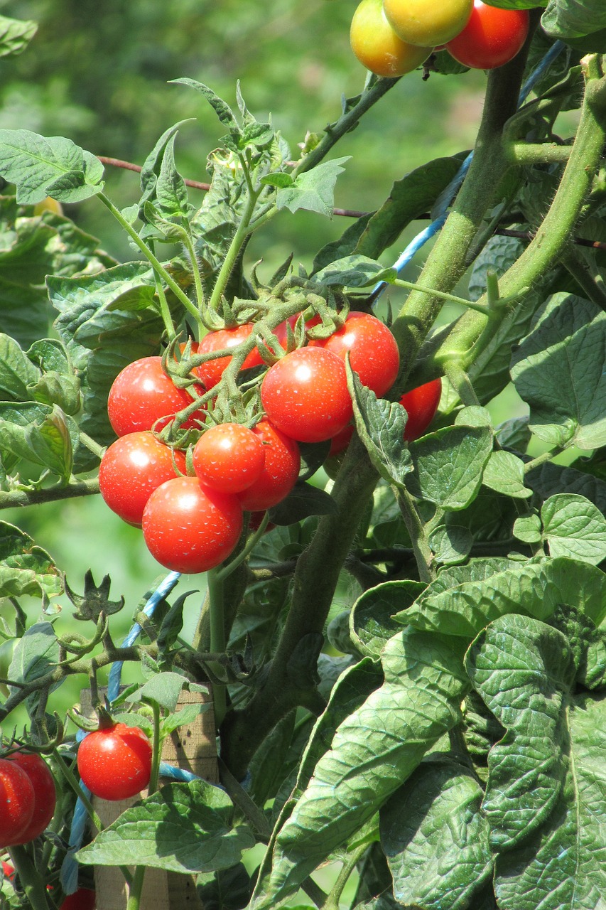 Image - tomatoes garden crop