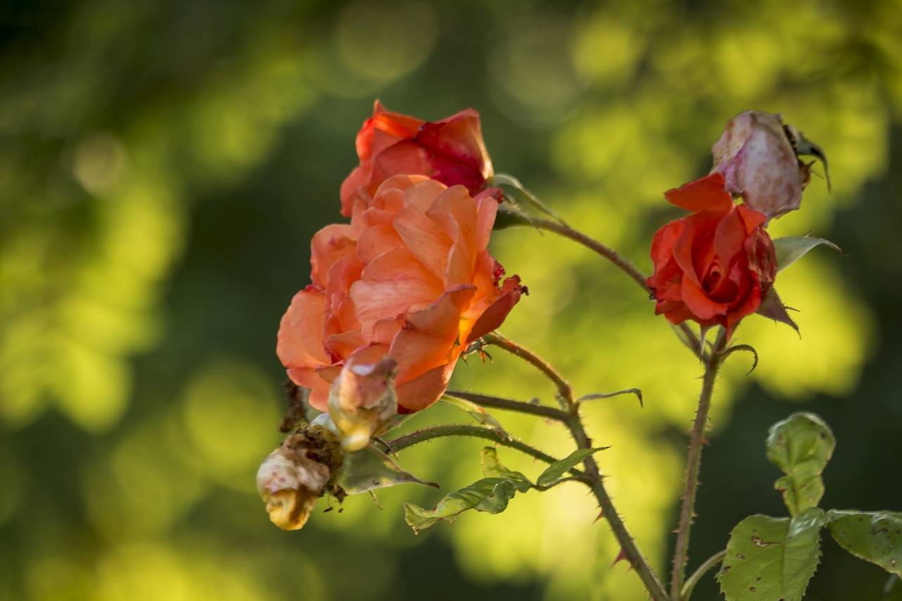 Image - rose vanishing garden summer