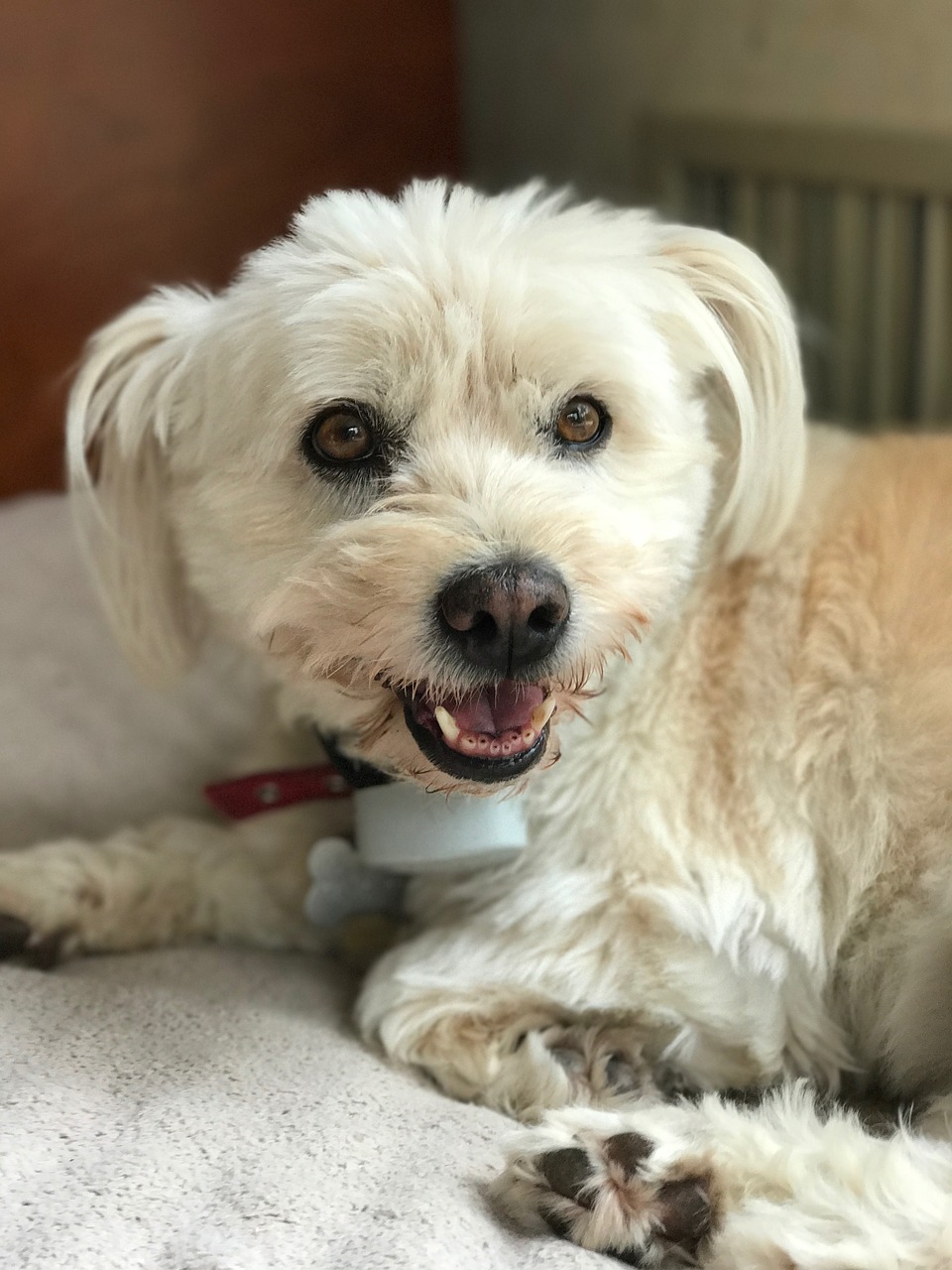 Image - dog puppy havanese white pet