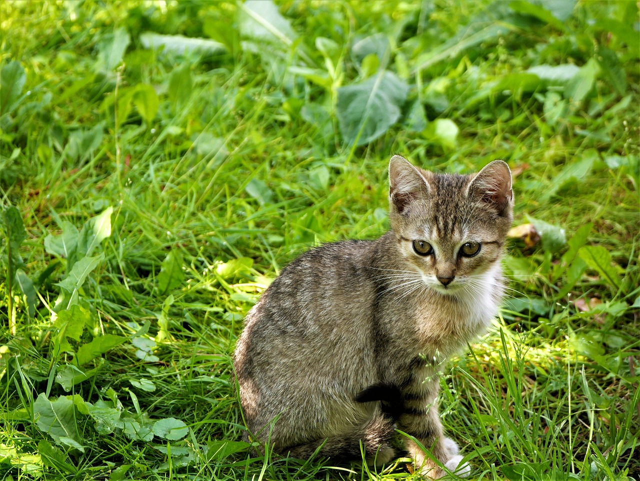 Image - little kitty sitting grass