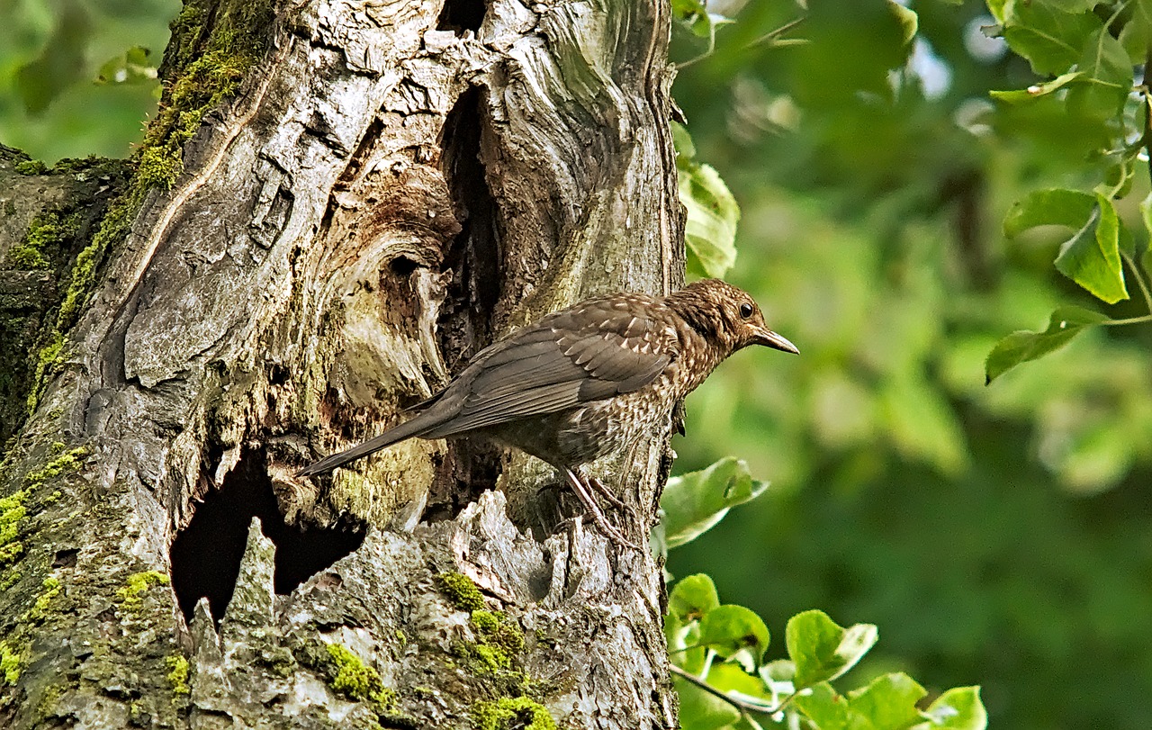 Image - drozd bird animal nature tree