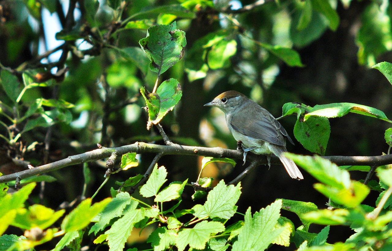 Image - bird nature sprig wild birds