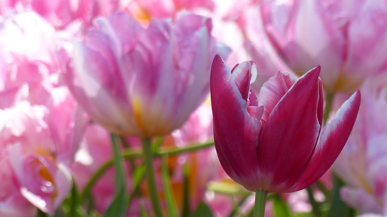 Image - tulip keukenhof amsterdam