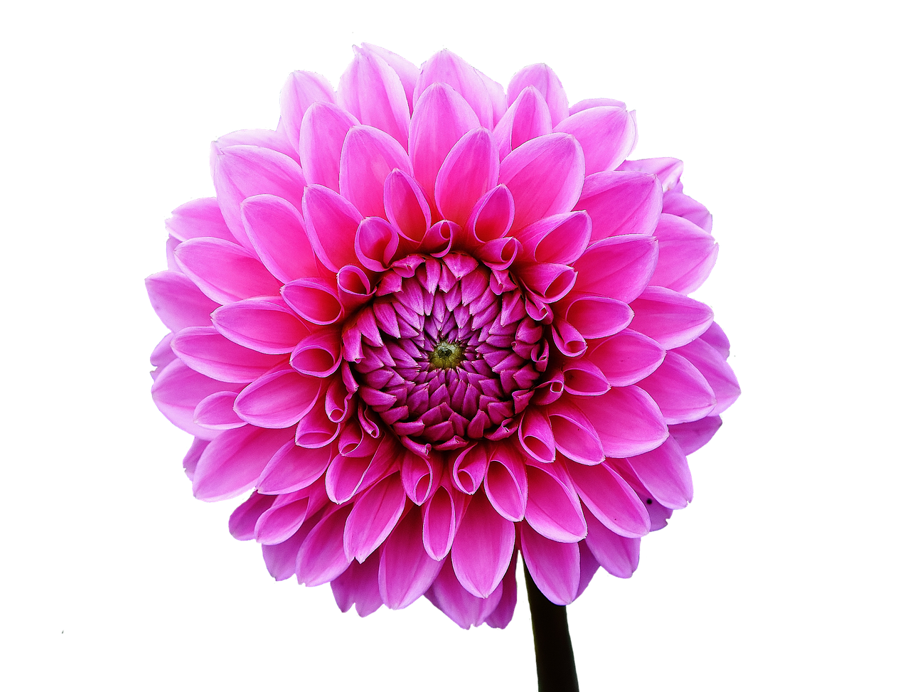 Image - dahlia dahlias autumn asteraceae