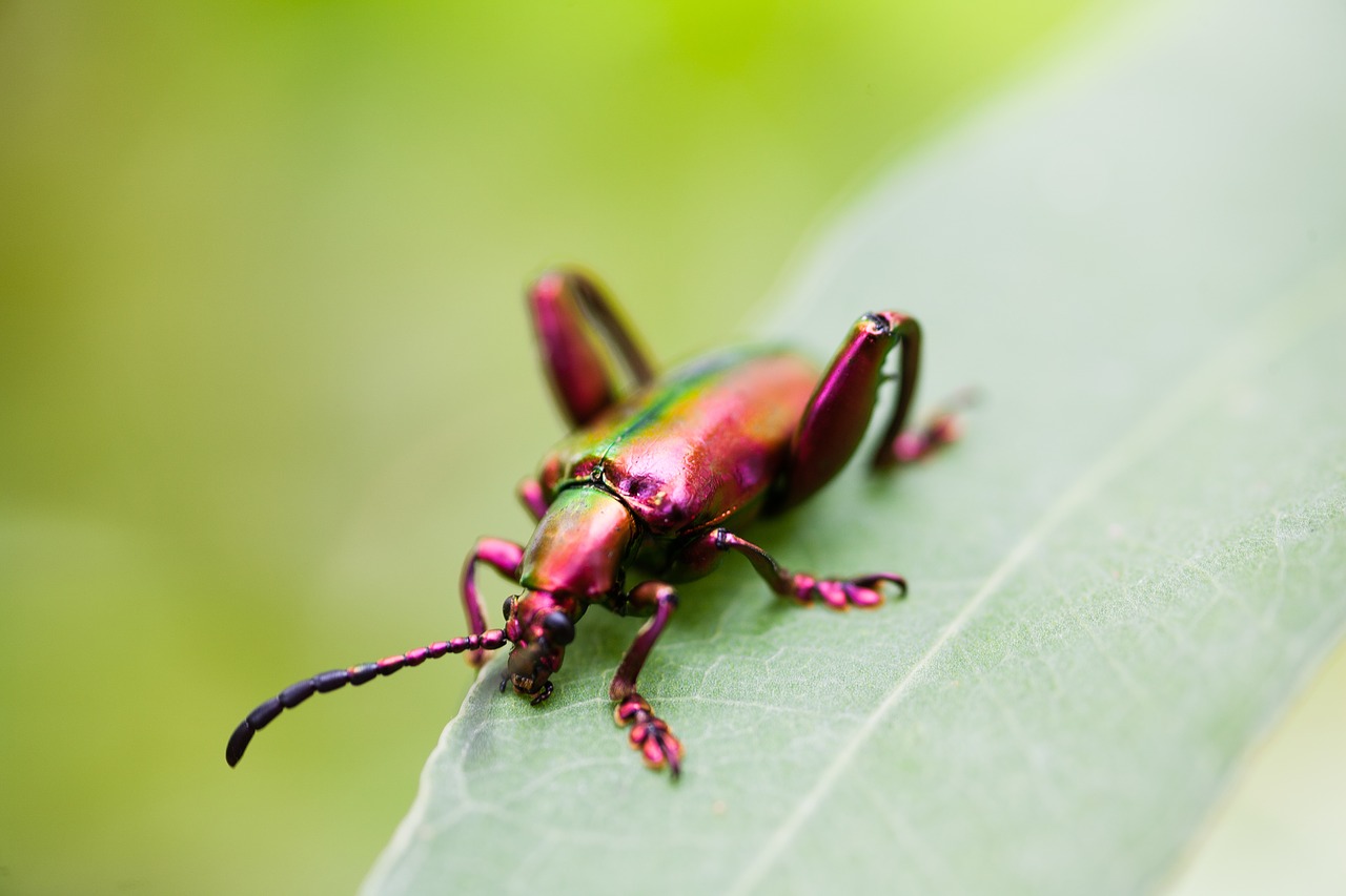 Image - beetles wildlife nature bug wild
