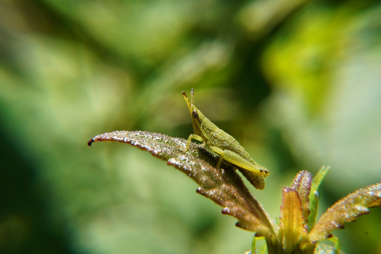 Image - nymphs grasshopper insects leaves