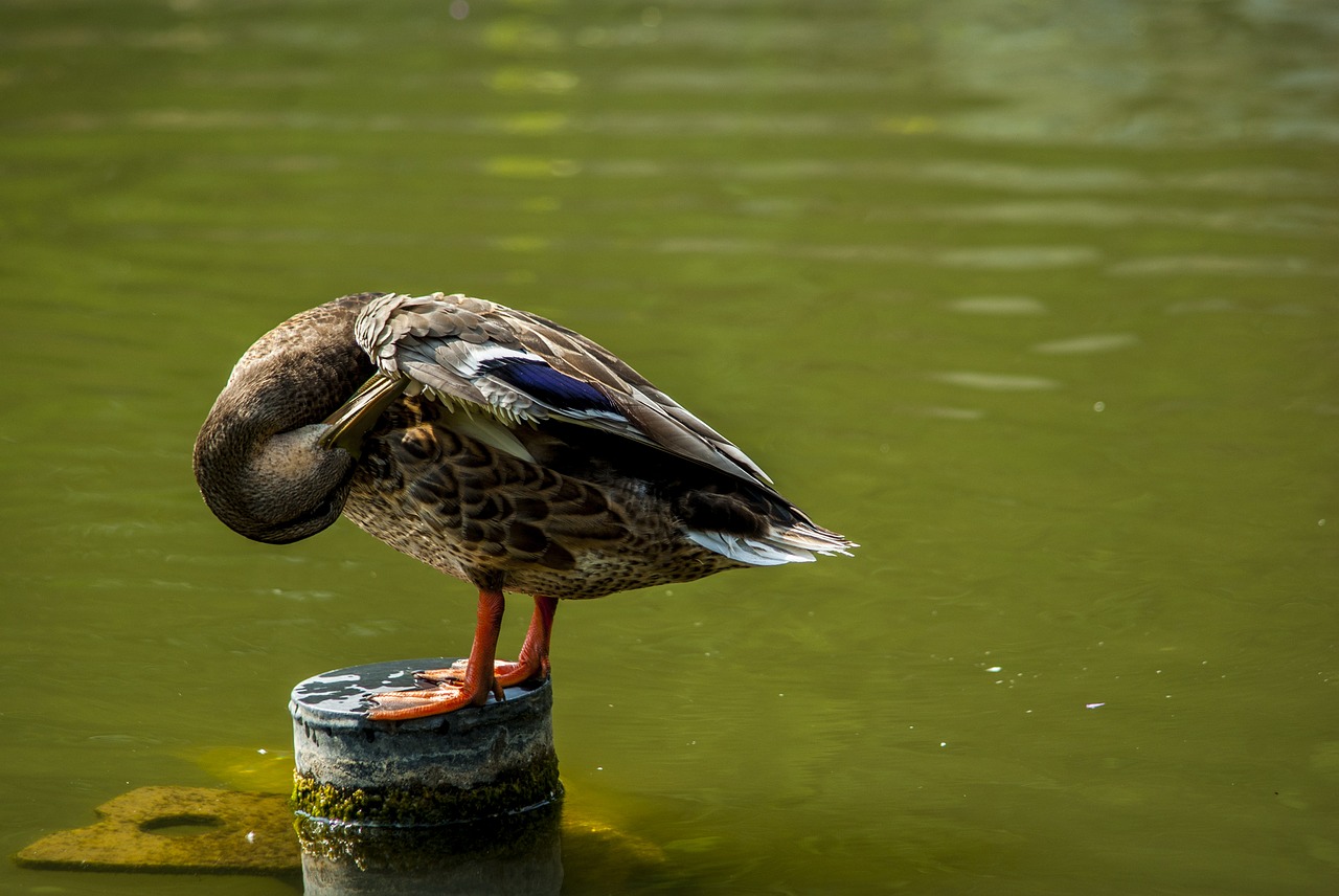 Image - duck hygiene washing cleaning