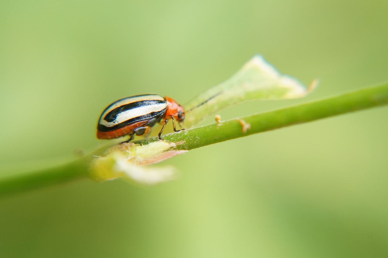 Image - insects entomology science biology