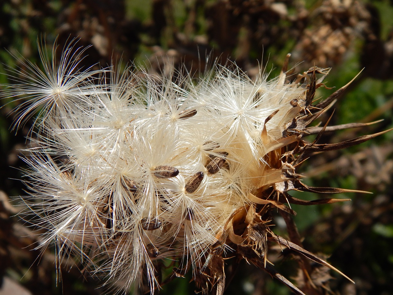 Image - thistle seeds vilanos summer