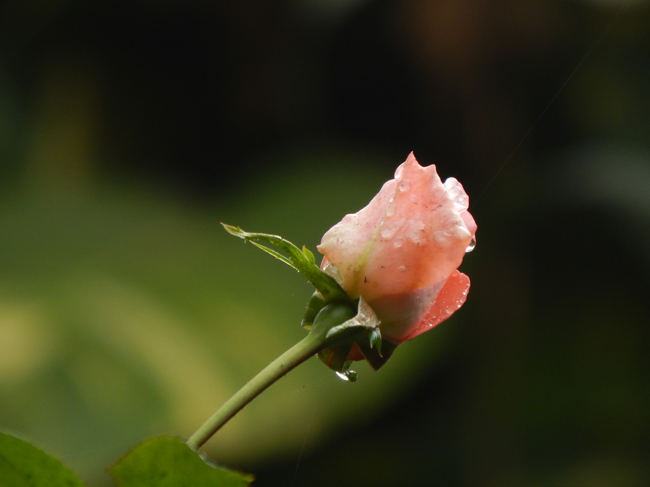 Image - rosa pimpollo rain wet drops