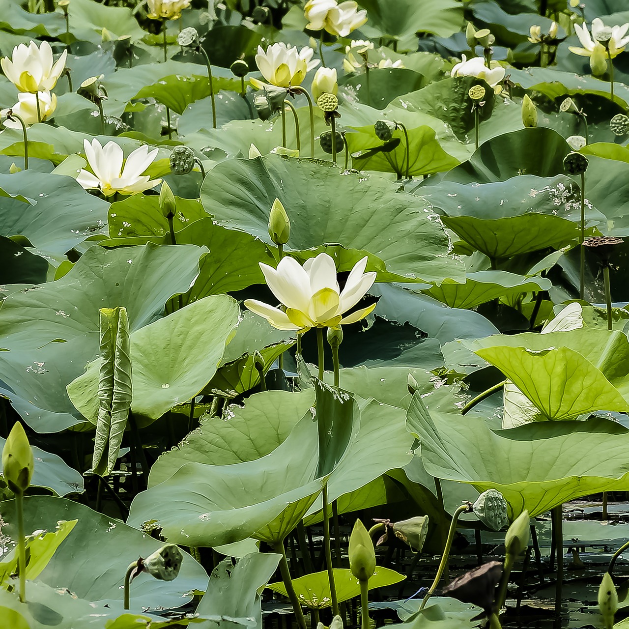 Image - lily pad pond water lily pad