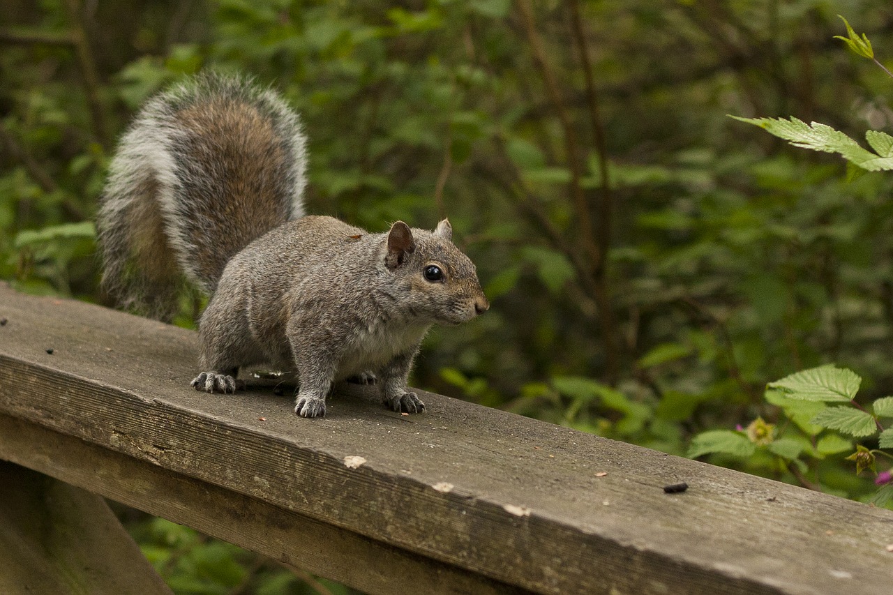 Image - squirrel nature wild wildlife