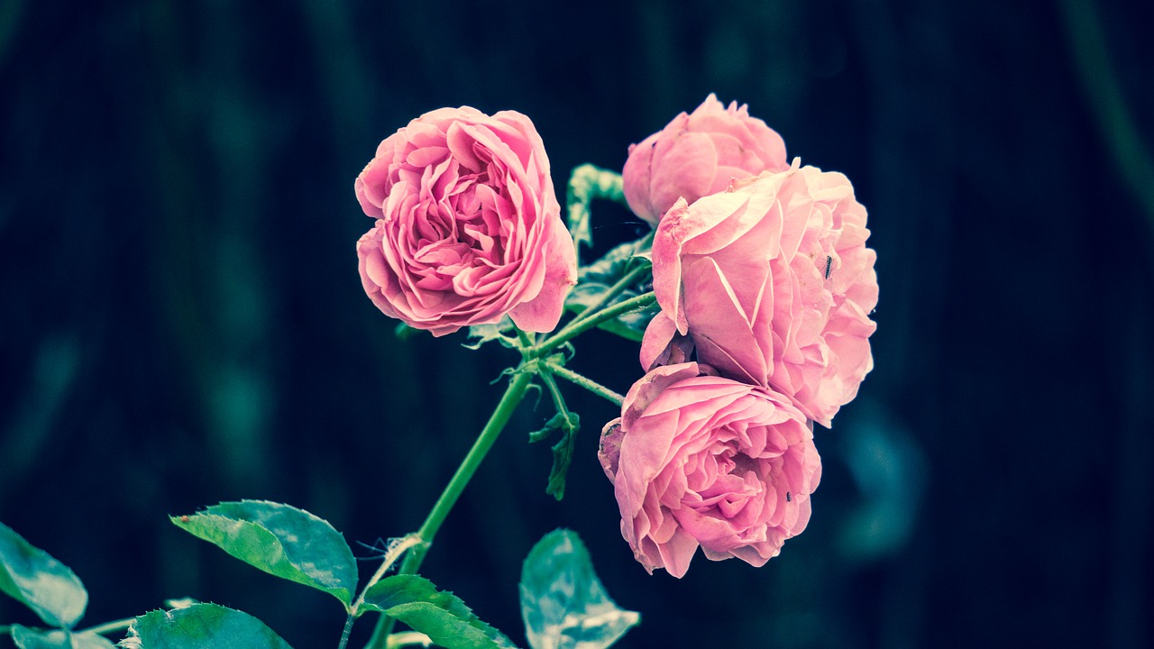 Image - pink roses spanish garden pink