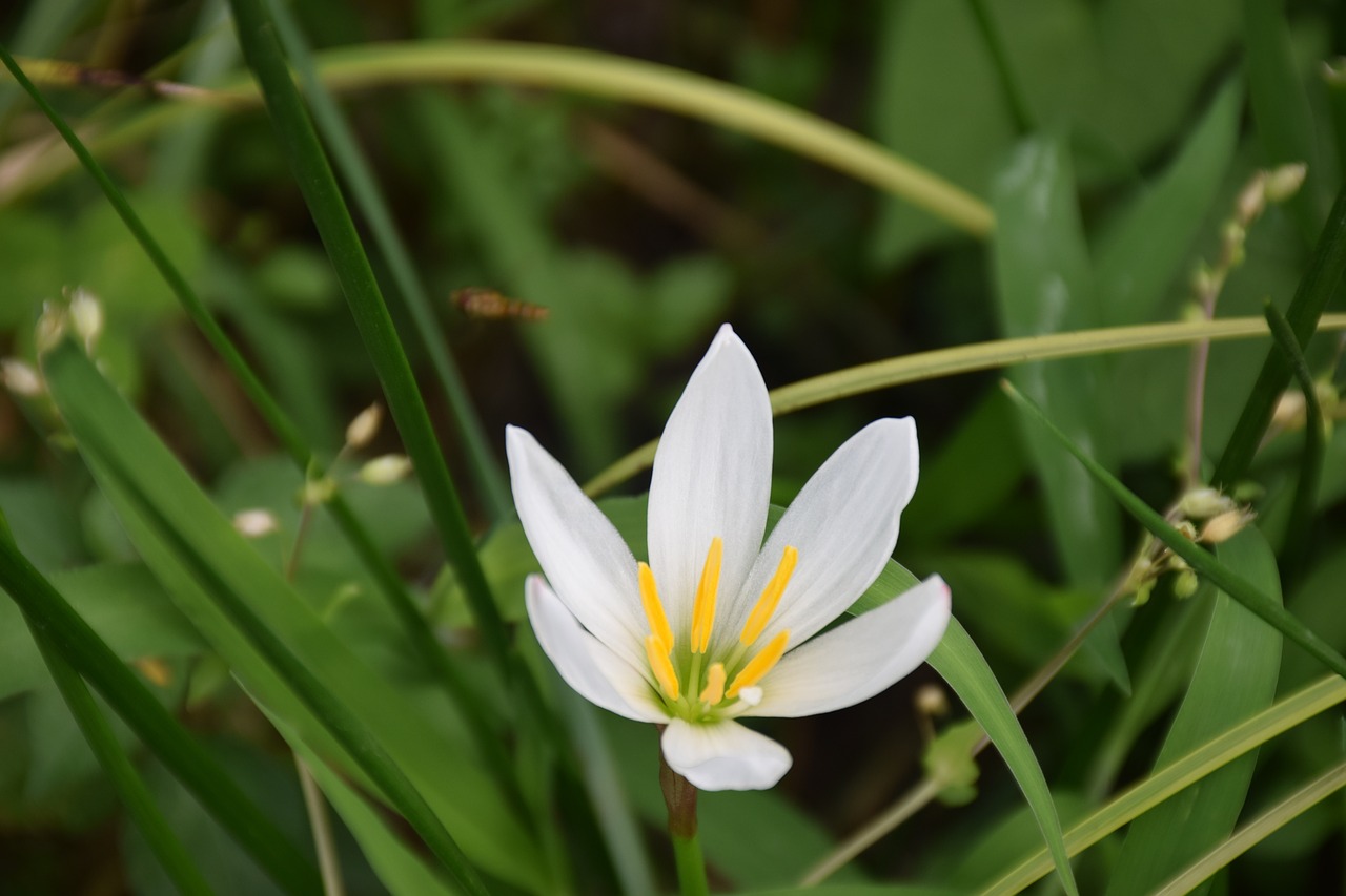 Image - flower green in full bloom