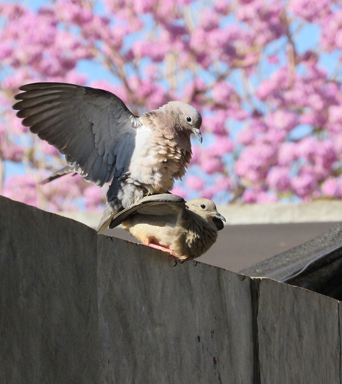 Image - dove juriti pu casal city