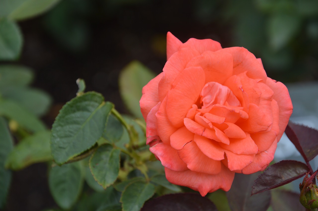 Image - coral rose floral coral flower