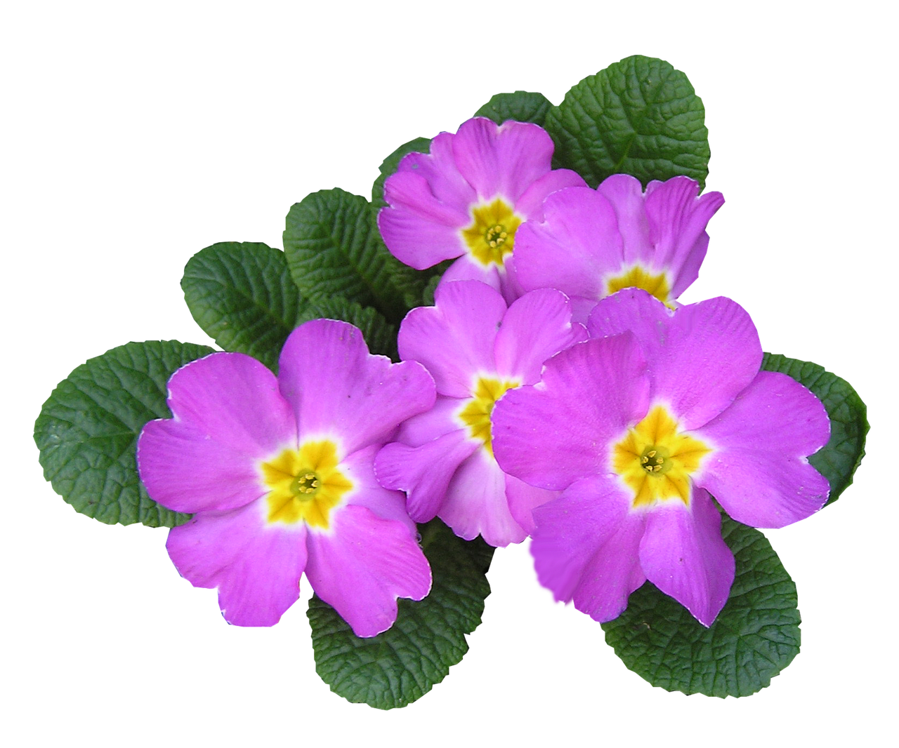 Image - pink primrose cut out