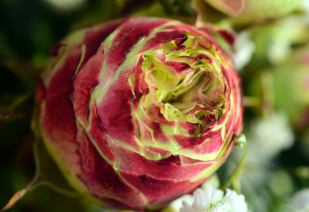 Image - flower rose about closed blossom