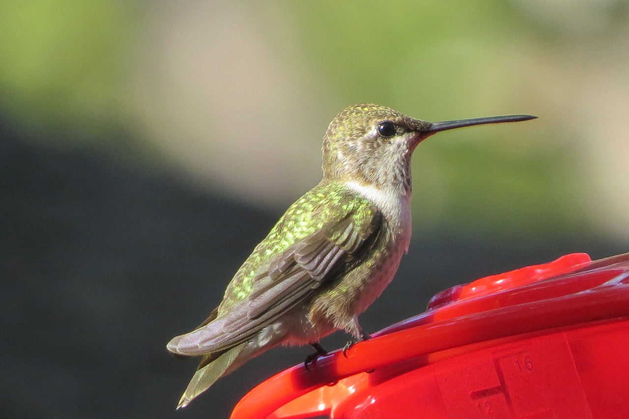 Image - bird hummingbird wildlife up close