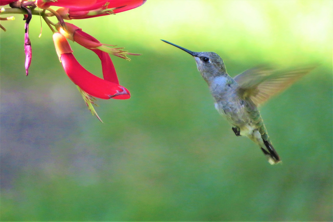 Image - bird hummingbird feeding in flight