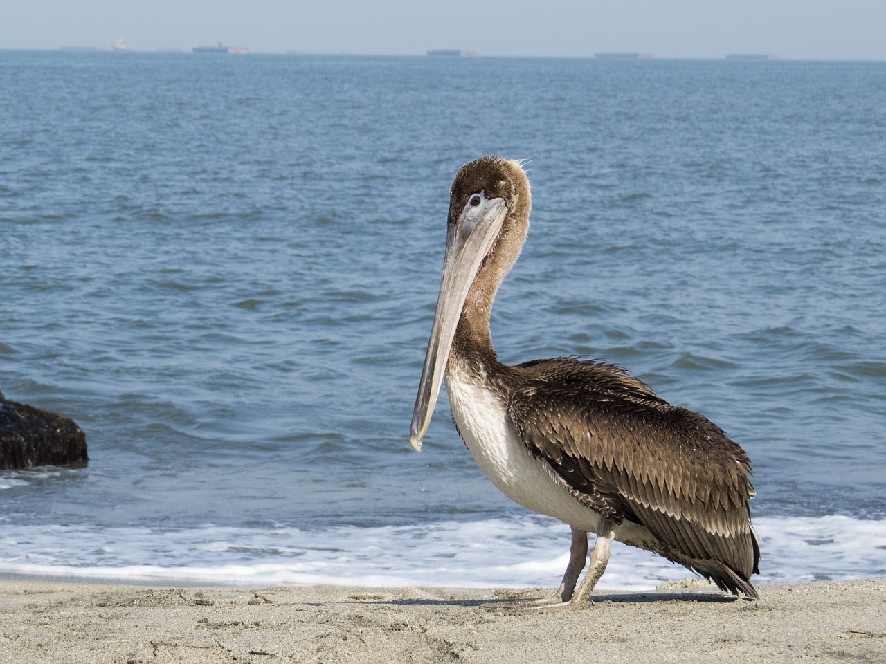 Image - pelican ave animal pen bird