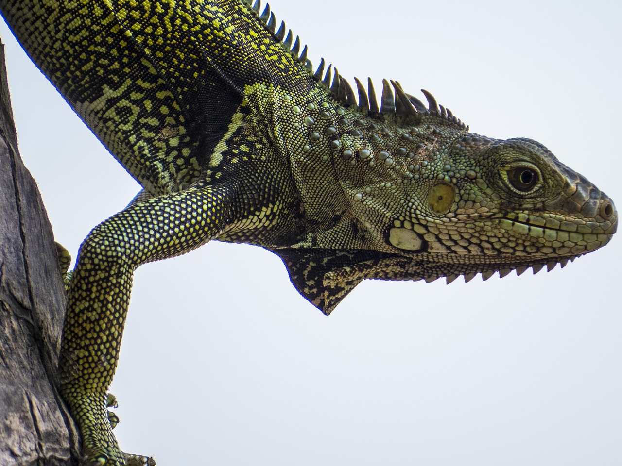 Image - iguana reptile lizard green animal