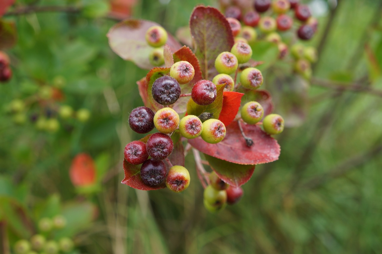 Image - aronia berries food natural health
