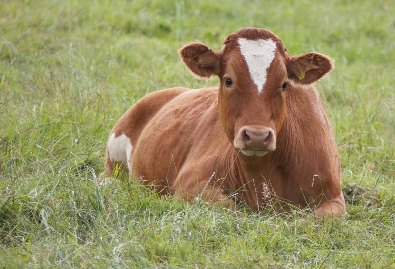 Image - farm cow field brown lying down