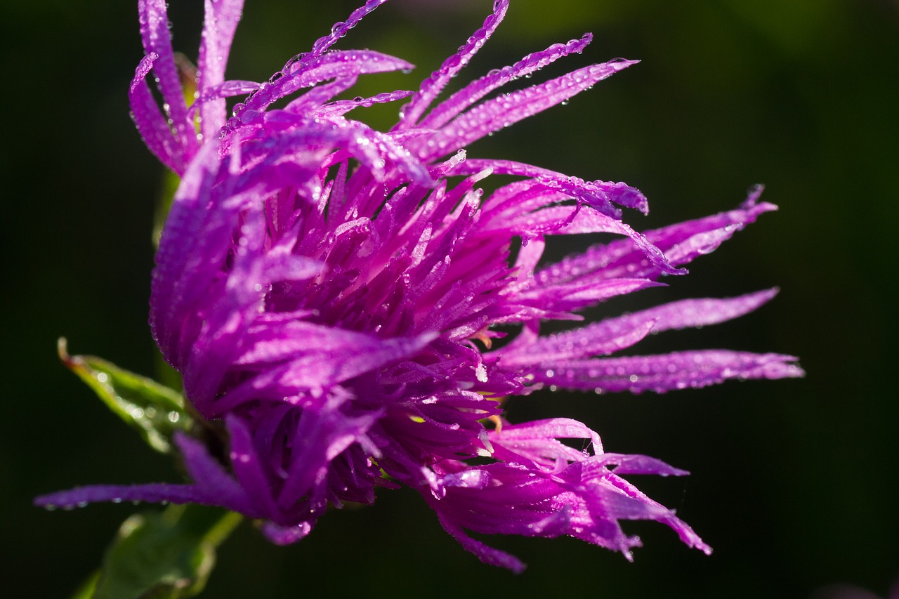 Image - thistle thistle flower burdock