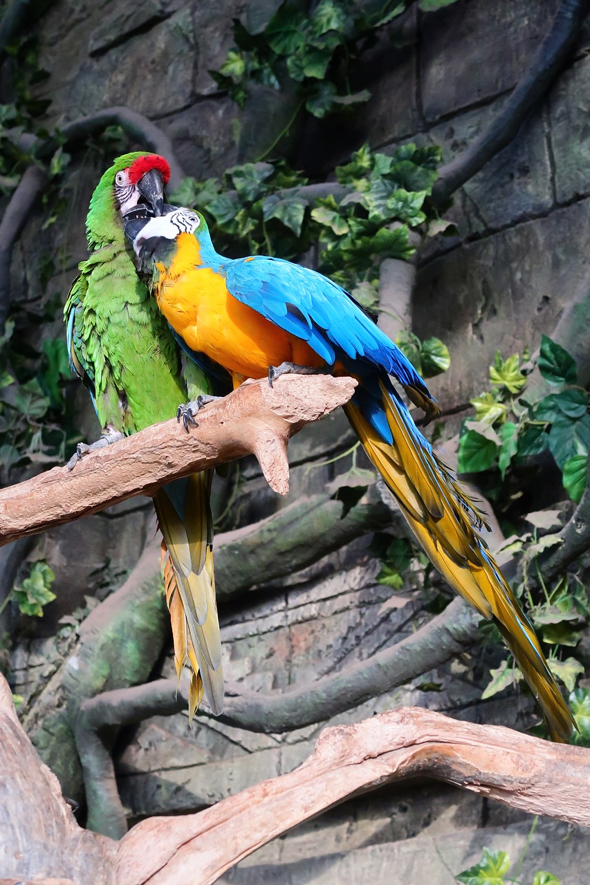 Image - parrot parrots a flock of