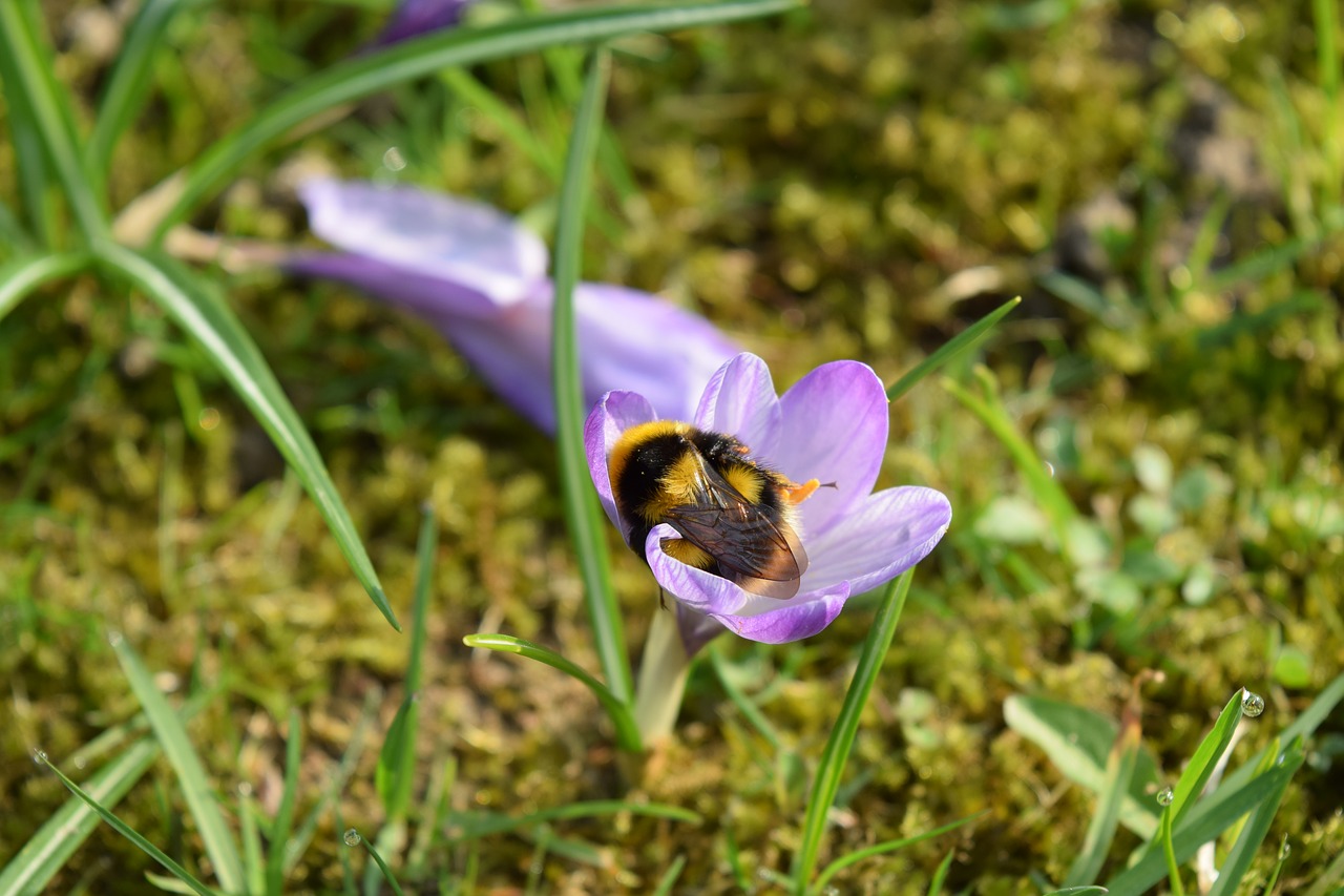 Image - macro hummel crocus purple blossom