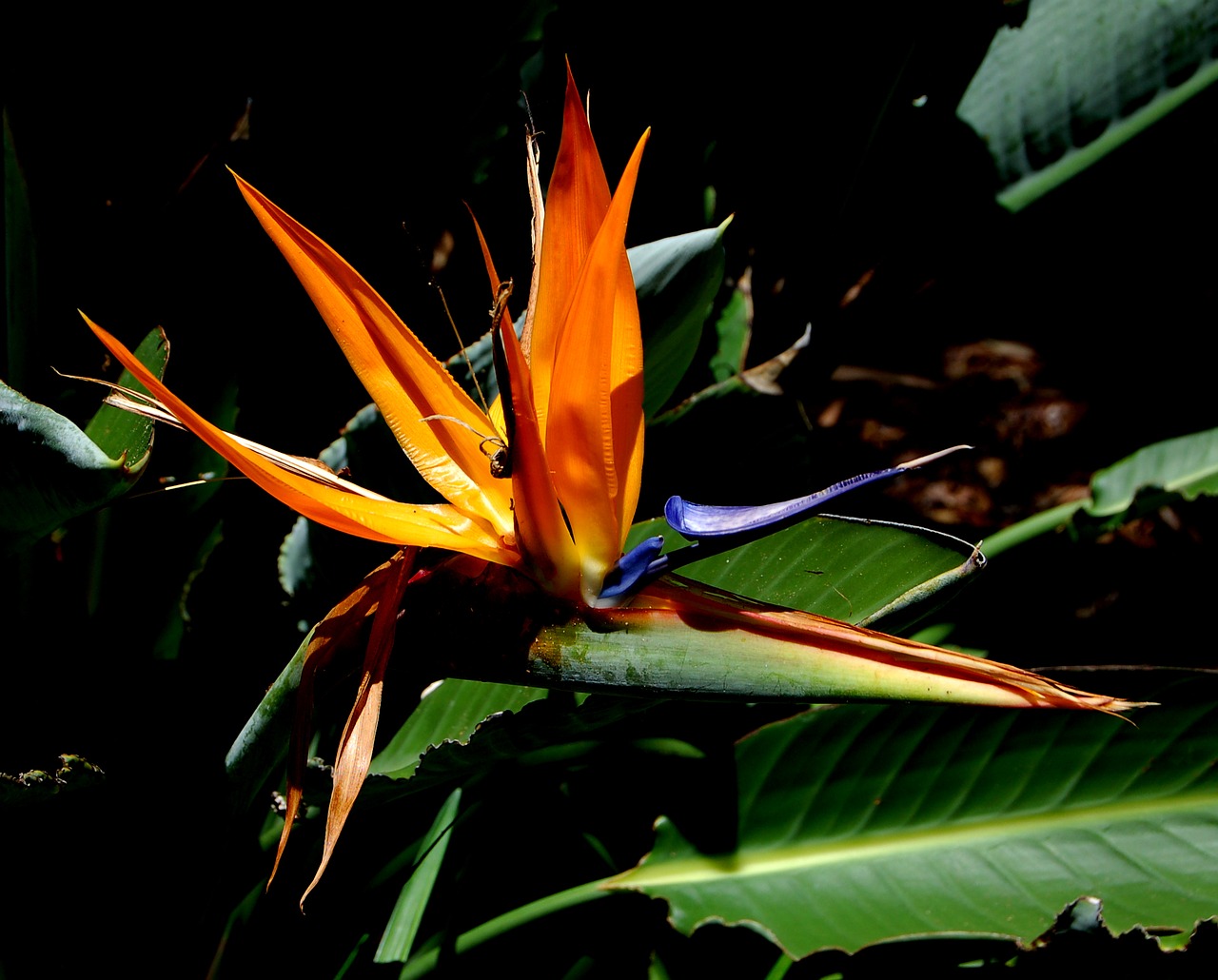 Image - flower bird of paradise