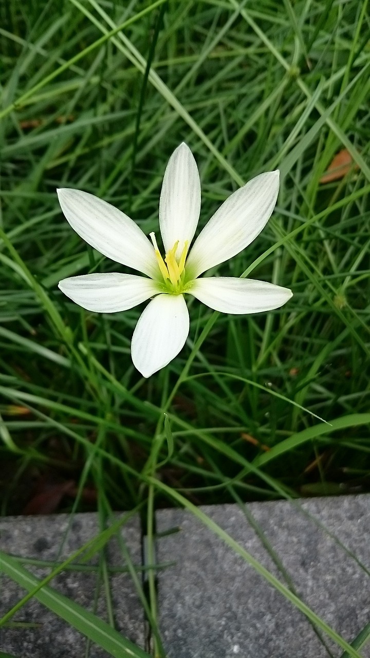 Image - onion blue white flower plant